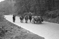 Farmers on the street with wild animals Royalty Free Stock Photo