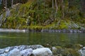 Yuba River Moss Royalty Free Stock Photo