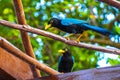 Yucatan jay bird birds in trees tropical jungle nature Mexico Royalty Free Stock Photo