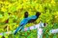 Yucatan jay bird birds in trees tropical jungle nature Mexico Royalty Free Stock Photo