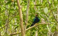 Yucatan jay bird birds in trees tropical jungle nature Mexico Royalty Free Stock Photo