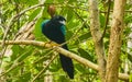 Yucatan jay bird birds in trees tropical jungle nature Mexico Royalty Free Stock Photo