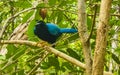 Yucatan jay bird birds in trees tropical jungle nature Mexico Royalty Free Stock Photo