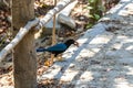 Yucatan jay bird eats eating berry fruit tropical nature Mexico Royalty Free Stock Photo