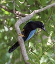 Yucatan Jay in a Jungle Tree Royalty Free Stock Photo