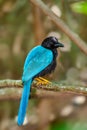 Yucatan Jay perched on a branch Royalty Free Stock Photo