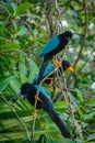 Yucatan jay sitting in bushes on the costal area of Mexico