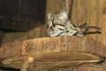 Yucatan margay