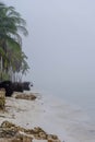 Yucatan\'s Silent Embrace: Enigmatic Fog Envelops Peninsula, Lone Coconut Tree in Secluded Shoreline Solitude Royalty Free Stock Photo