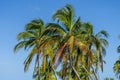 Yucatan Serenity: Azure Waters, Verdant Coast, and Dancing Palms in the Gentle Embrace of Caribbean Tradewinds Royalty Free Stock Photo