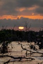 Yucatan Twilight Spectacle: Sunset Splendor over Mangrove Marsh on a Perfect Cloudless Day