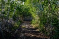 Yucatan Twilight Spectacle: Sunset Splendor over Mangrove Marsh on a Perfect Cloudless Day