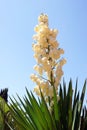 Yucca