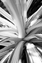 Yucca Royalty Free Stock Photo