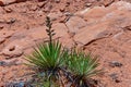 Yucca against the backdrop of an erosional landscape, Arches National Park, Moab, Utah, USA