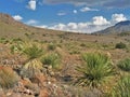 Yucca along Rockhound State Park Hiking Trail Royalty Free Stock Photo