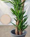 Yucca Asparagaceae Agavoideae plant Royalty Free Stock Photo