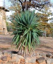 Yucca with Stone Bed