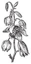 Yucca baccata or Datil yucca, vintage engraving