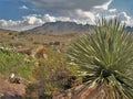 Yucca along Rockhound State Park Hiking Trail Royalty Free Stock Photo