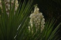 Yucca filamentosa blossom, Yucca blooms a beautiful white flower Royalty Free Stock Photo