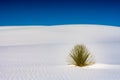 Yucca Blooms in White Sand Dune Royalty Free Stock Photo