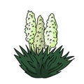 Yucca blossom illustration vector isolated