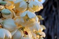 Yucca Blossoms