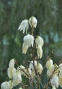 Yucca blossoms Royalty Free Stock Photo