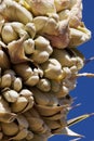 Yucca Brevifolia Bloom - Mojave Desert - 022422 Royalty Free Stock Photo