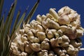 Yucca Brevifolia Bloom - Mojave Desert - 022422 Royalty Free Stock Photo