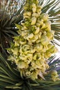 Yucca brevifolia flowers in Joshua Tree National Park Royalty Free Stock Photo