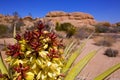 Yucca brevifolia flowers in Joshua Tree National Park Royalty Free Stock Photo