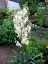 Yucca bush. Perennial tree-like shrub with white flowers.