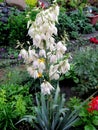 Yucca bush. Perennial tree-like shrub with white flowers.