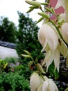 Yucca bush. Perennial tree-like shrub with white flowers.