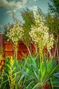 Yucca bushes in bloom with tall flowered spikes in front of wooden fence and fruit trees