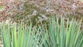 Yucca bushes under the branches of barberry Royalty Free Stock Photo