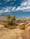 Yucca Cactus