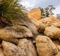 Yucca Cactus on Monzogranite Rock Formations