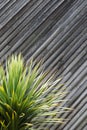 Yucca or cactus plant abstract with diagonal planks of wood in t Royalty Free Stock Photo