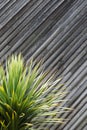 Yucca or cactus plant abstract with diagonal planks of wood in t