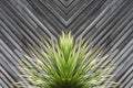 Yucca or cactus plant abstract with diagonal planks of wood in t