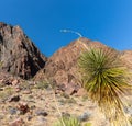 Yucca Cactus and Surrounding Canyon Walls