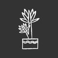 Yucca chalk white icon on black background. Small exotic indoor palm. Mexican tree. Decorative houseplant with pointed