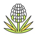 Yucca color icon