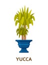 Yucca. Decorative houseplant in pot. Florist indoor tree or interior flowerpot. Vector illustration