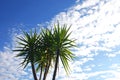 Yucca elephantipes and cloudy sky Royalty Free Stock Photo