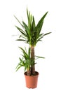 Yucca enkele stam overig