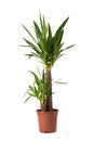 Yucca enkele stam overig